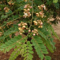 Cassia roxburghii DC.